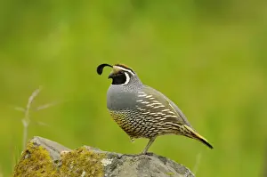 Male California Quail / California Valley Quail / Valley Quail. Pacific Northwest - USA - Spring _C3B1159