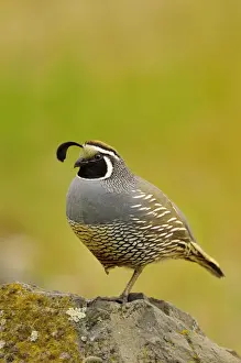 Male California Quail / California Valley Quail / Valley Quail - Pacific Northwest - USA _C3B1196