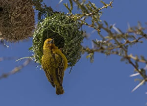 Birding Gallery: Male Cape Weaver, Ploceus capensis at its nest in a Fever Tree, Acacia xanthophloea