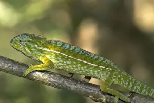 Madagscar Prints: Male Carpet / Jewel Chameleon. On branch. Note - Sexual dimorphism. Madagascar