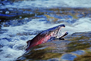 Male Coho / Silver Salmon - migrating towards spawning beds