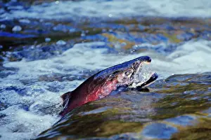 Power Prints: Male Coho / Silver Salmon - migrating towards spawning beds. Pacific Northwest. LX407