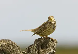 Buntings Prints: Male Corn Bunting (Miliaria calandra) on song perch, spring breeding season. Spain
