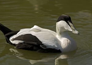 Male Eider duck, swimming