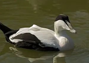 Eider Prints: Male Eider duck, swimming