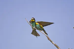 Male European beeater offering female a bee Rhodes May