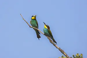 Male European beeater offering female a bee Rhodes May