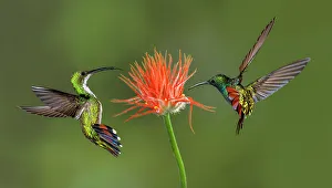 Images Dated 2nd January 2022: Male and female Green breasted Mango hummingbirds flying, Costa Rica Date: 18-03-2011