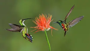 Costa Prints: Male and female Green breasted Mango hummingbirds flying, Costa Rica Date: 18-03-2011