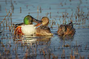 Marsh Prints: Male with two female Northern shovelers