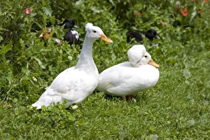 Male and female white crested call duck - showing characteristic crest of male resulting Male and female white crested call duck - showing characteristic crest of male resulting