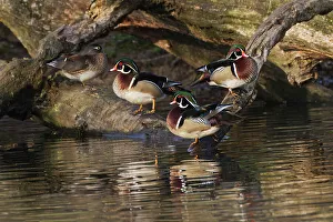 Wood Gallery: Male and female wood ducks, resting on fallen tree, Kentucky
