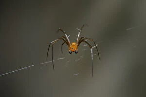 Male Golden Weaver Spider on web - Klungkung, Bali, Indonesia Date: 05-Nov-04