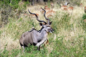 Images Dated 15th August 2012: Male greater kudu (Tragelaphus strepsiceros)