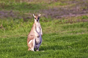 Images Dated 15th August 2012: A male Grey kangaroos (Macropus giganteus)