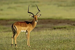 Male Impala, Aepyceros melampus, Lake Nakuru