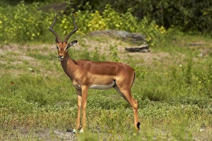Male Impala (Aepyceros melampus melampus)