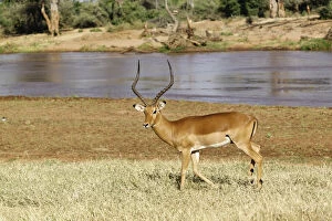 Male Impala, Aepyceros melampus, Samburu
