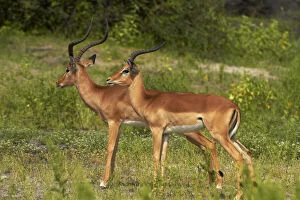 Male Impalas (Aepyceros melampus melampus)