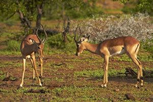 Male impalas fighting (Aepyceros melampus)