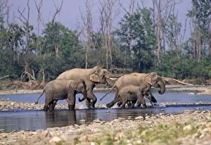 Male Indian / Asian Elephant chasing female & calves