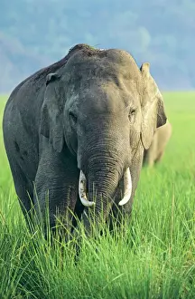Bull Prints: Male Indian / Asian Elephant in grassland Corbett National Park, India