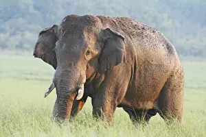 Male Indian / Asian Elephant (Tusker) after the bath, Corbett National Park, India