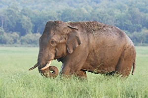 Images Dated 10th June 2008: Male Indian / Asian Elephant (Tusker) after the bath