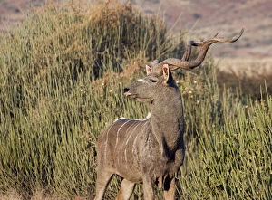 Male kudu with horns, Namibia
