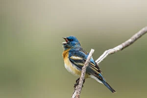 A male lazuli bunting songbird singing at
