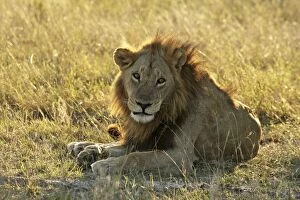 Images Dated 17th June 2009: male lion, Moremi game reserve, Botswanan