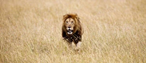 Male Lion (Panthera leo) hunting on plain