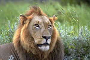 Male Lion (Panthera leo), Kruger National