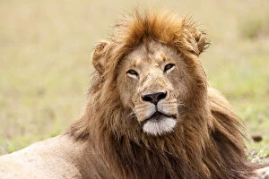 Male Lion (Panthera leo) resting, Masai