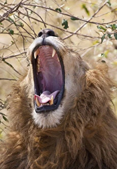 Male Lion (Panthera leo) yawning, Masai