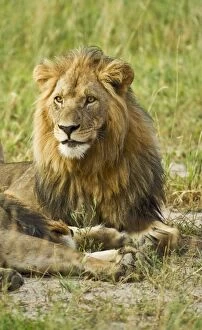 Male lion - sitting in evening light