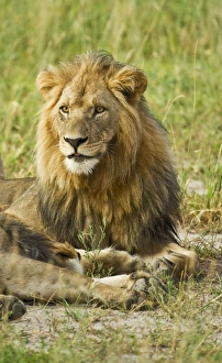 Images Dated 25th February 2008: Male lion - sitting in evening light - Kalahari - Botswana