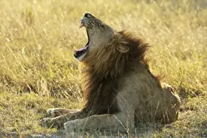 male lion yawning, Moremi game reserve, Botswanan