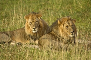 Images Dated 25th February 2008: Two male lions - close up resting in evening light - Kalahari - Botswana