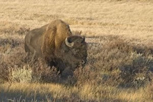 Images Dated 27th September 2007: Male - Lone bull in Gardeners Hole