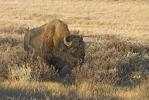 Images Dated 27th September 2007: Male Lone bull in Gardeners Hole Yellowstone NP USA