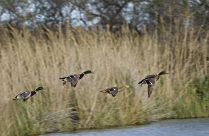 Three male mallard ducks and one female