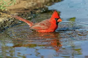 Valley Gallery: Male Northern Cardinal bathing. Rio Grande Valley, Texas