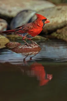 Behavior Collection: Male Northern Cardinal bathing in small desert pond, Rio Grande Valley, Texas Date: 24-04-2021
