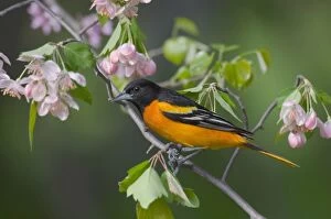 Backyard Birds Gallery: Male Northern Oriole or Baltimore Oriole