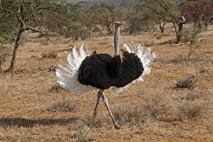 Samburu Gallery: Male Ostrich displaying during mating ritual