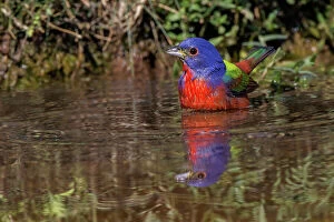 Valley Collection: Male Painted bunting bathing in small pond in the desert. Rio Grande Valley, Texas Date: 24-04-2021