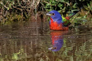 Behavior Collection: Male Painted bunting bathing in small pond in the desert. Rio Grande Valley, Texas Date: 24-04-2021