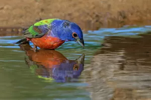 Valley Collection: Male Painted bunting and reflection while bathing, Rio Grande Valley, Texas Date: 25-04-2021