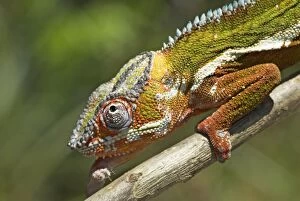 Male Panther Chameleon, close up of head